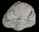 Wide Enrolled Eldredgeops Trilobite - Silica Shale #46586-1